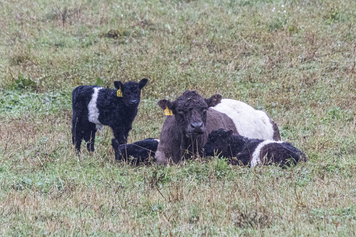 Belted galloway cows on the Aldamere Farm in Rockport, Maine. They are also called Oreo cows. [D40T5875]