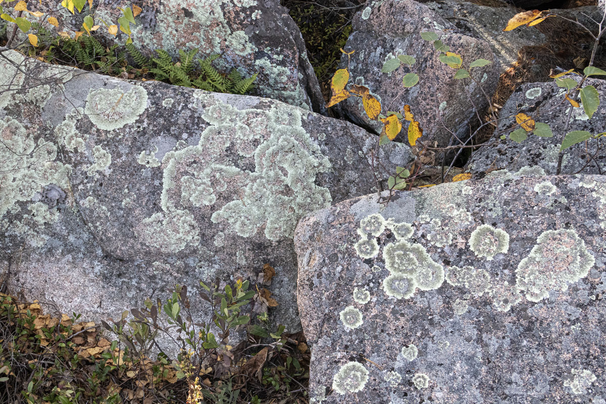 Lichen on rocks near the shore of the Tarn [H34T6380]