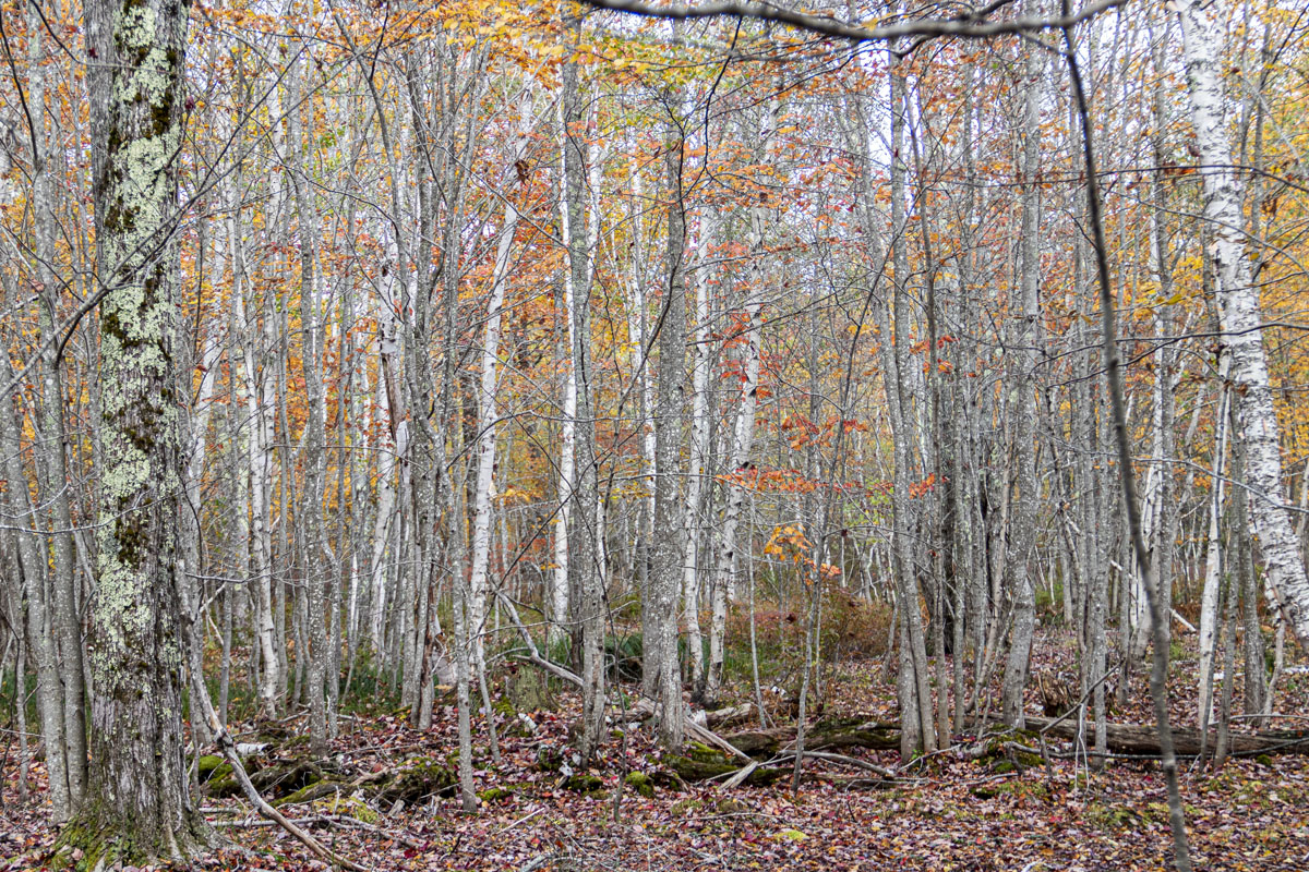 There are a lot of birch trees along the Jesup Path. [I65T6524]