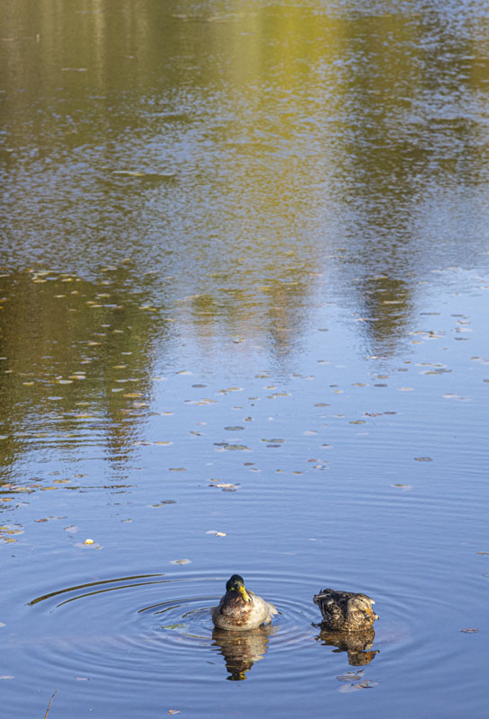 Two mallard ducks on Little Long Pond [L35R2383]