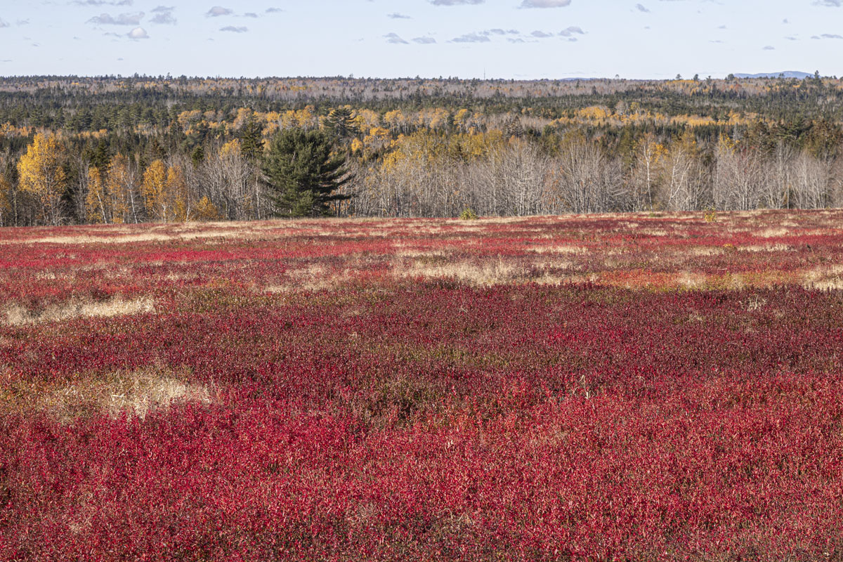 A recently harvested field of wild blueberries along Rt 1 north of Cherryfield at N44.64604, W67.65297. Maine grows 80 million pounds of wild blueberries each year. [X10R2839]