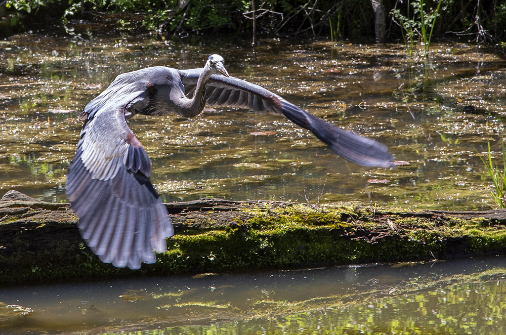 Great Blue Heron moving to a new location. (06D_7611)
