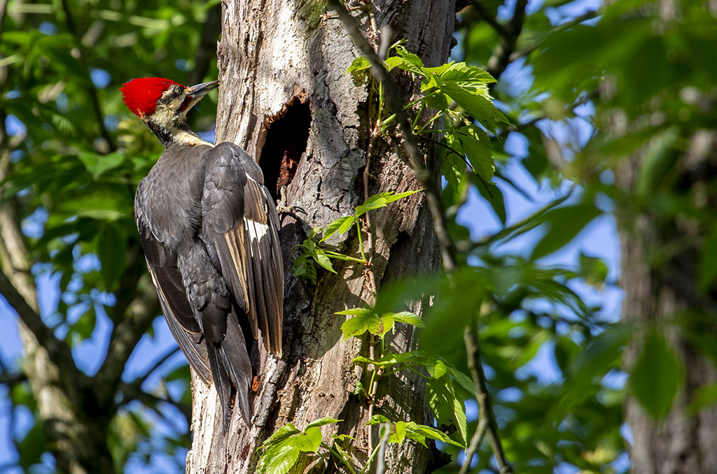 Pileated woodpecker (06D_7745)