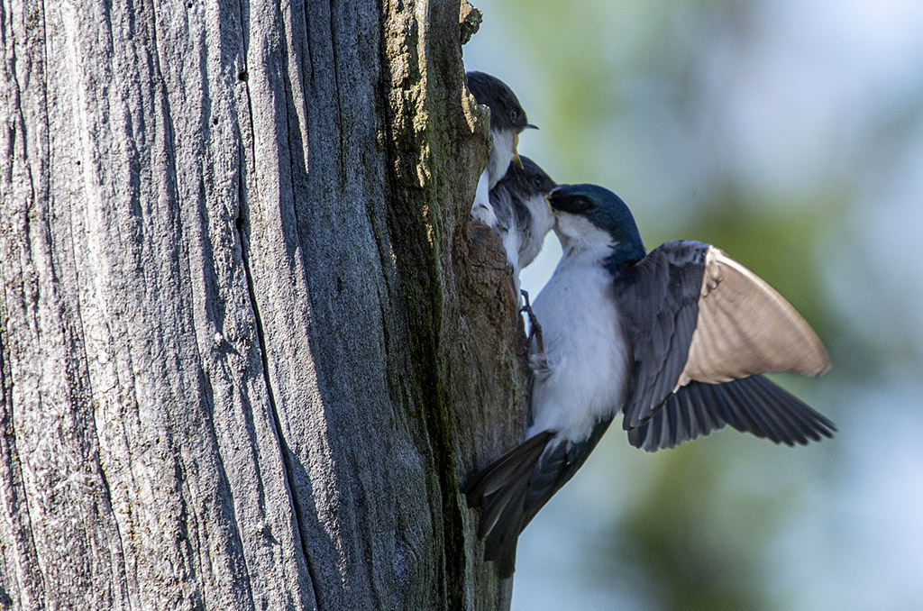 Tree swallow lunch time (06D_7917)