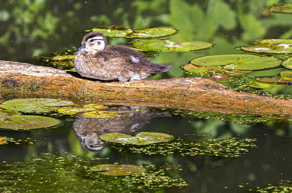 Young wood duck (06D_7949)