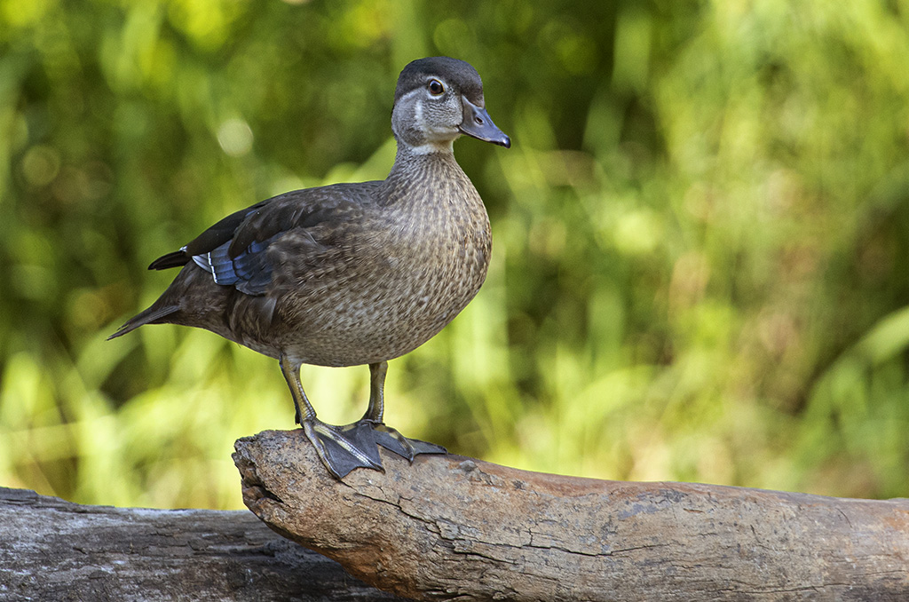 Wood duck (R1970847)