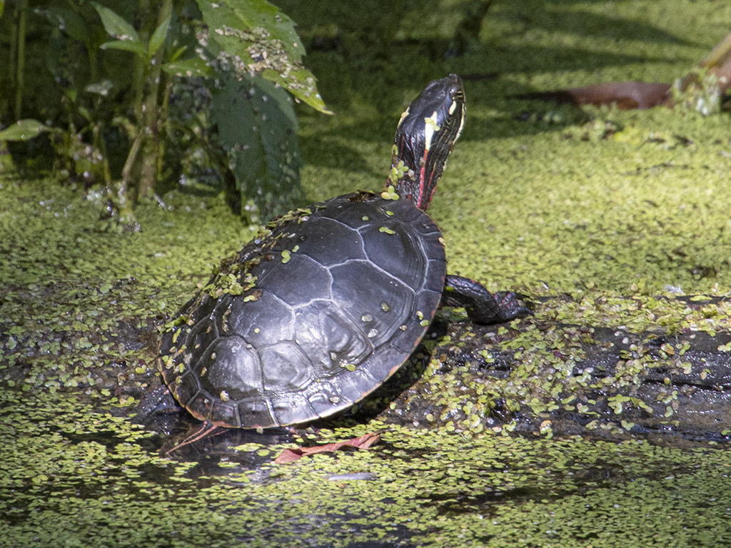 Turtle (R1970913)