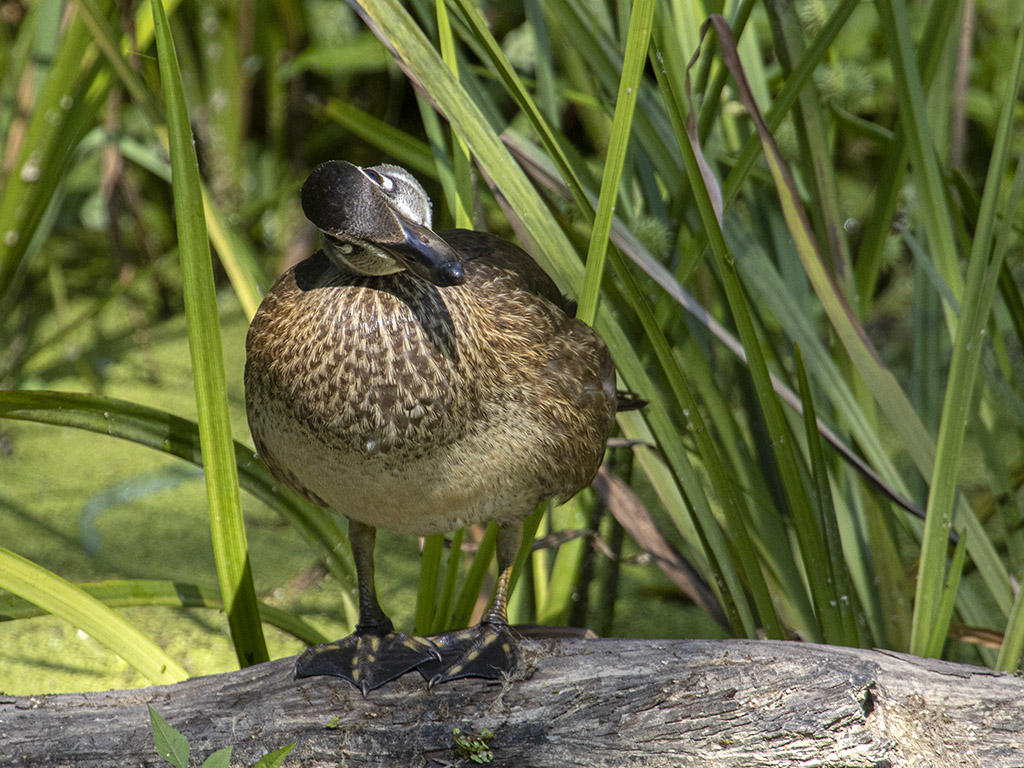 Wood duck (R1970914)