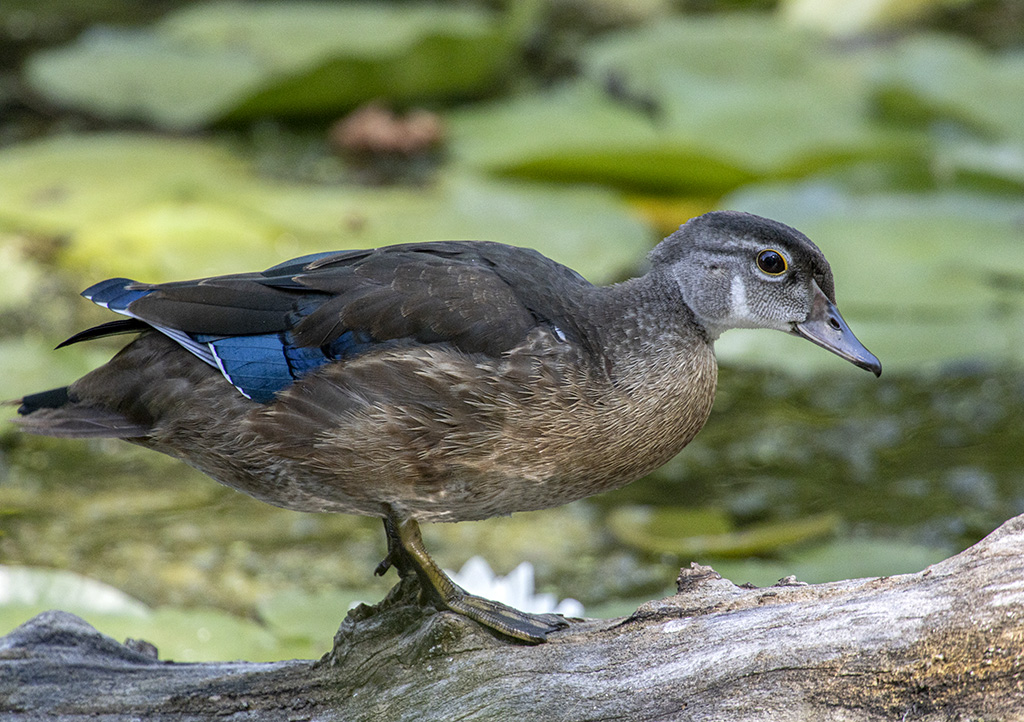 Wood duck (R1970968)