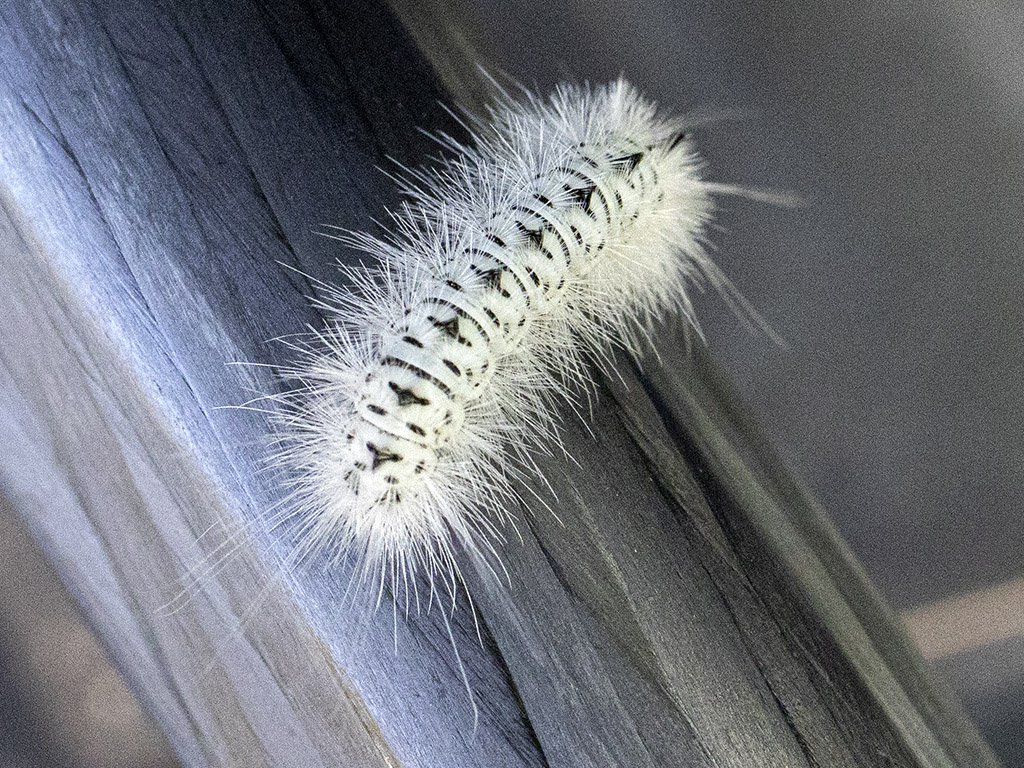 Hickory tussock moth caterpillar from Canada that can trigger an allergic reaction (R1971040)