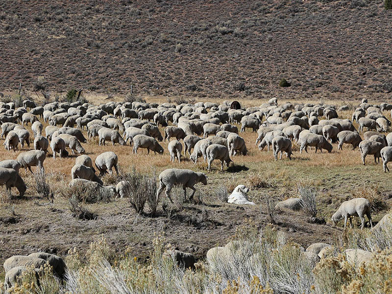 Flock of sheep along the road between US395 and Bodie