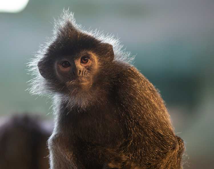 Silvered Langur - six month old female