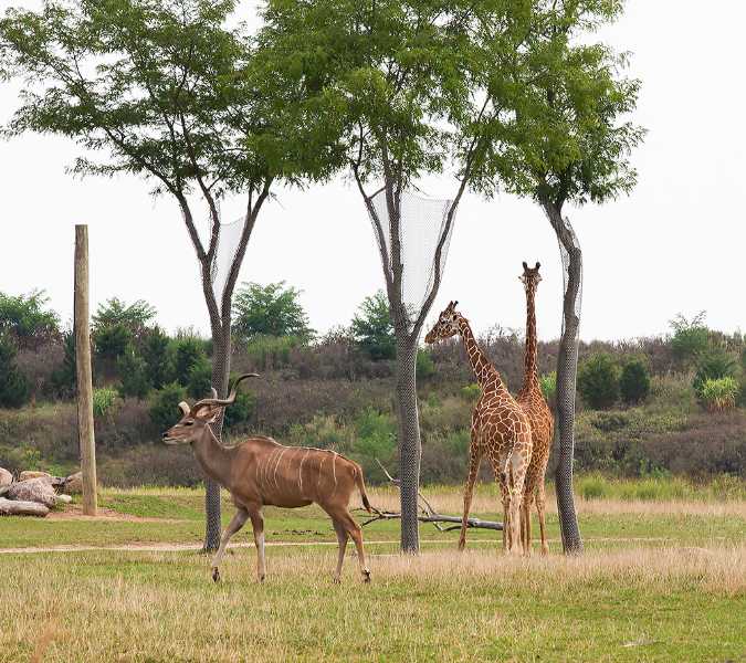 Kudu and Giraffes