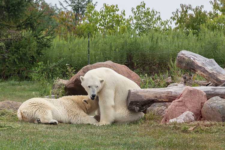 Polar Bear nursing after romping in the pool