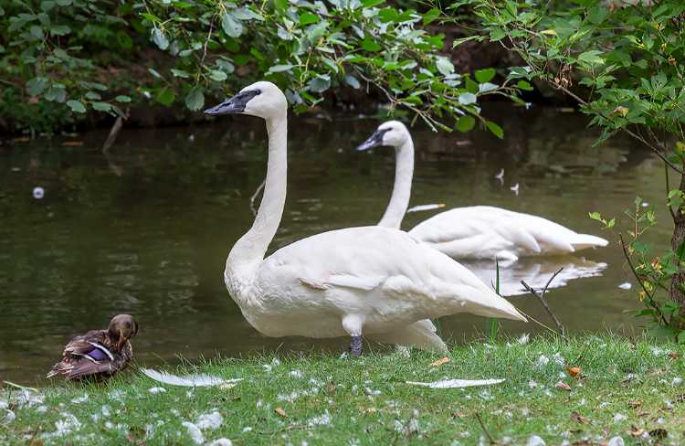 Trumpter Swans