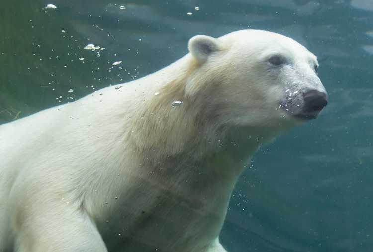 Nine month old Polar Bear