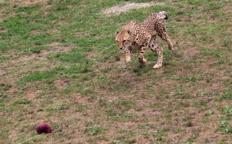 Cheetaha can run 40-70 mph when in pursuit