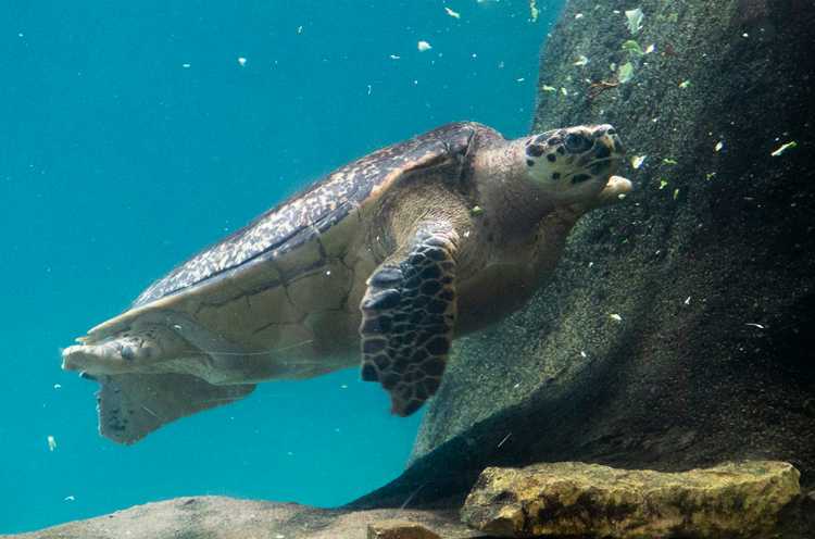 Hawksbill Sea Turtle?