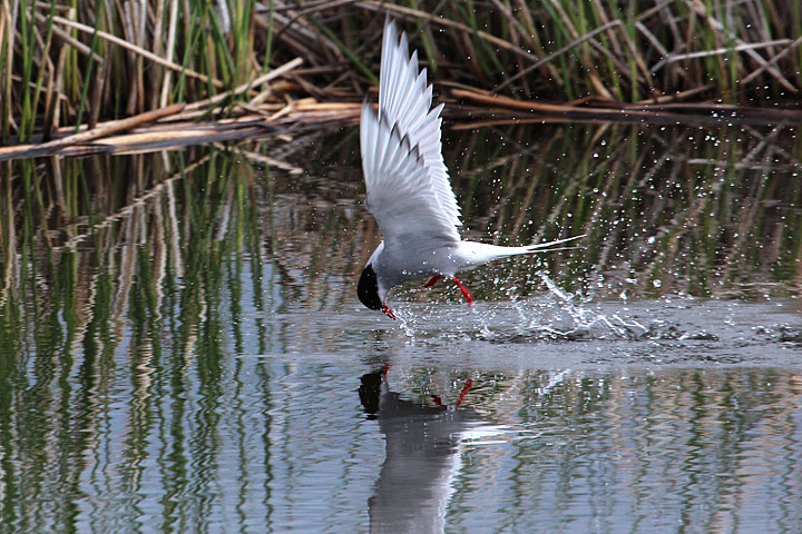 Artic Tern skimming the water at Potter Marsh (p080_t3i_1548)