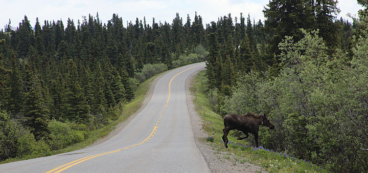 The moose I almost missed (p550_t3i_1762)