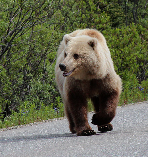 We we stopped by the road when this bear suddently appeared appeared very close to the car (p560_t3i_1776)