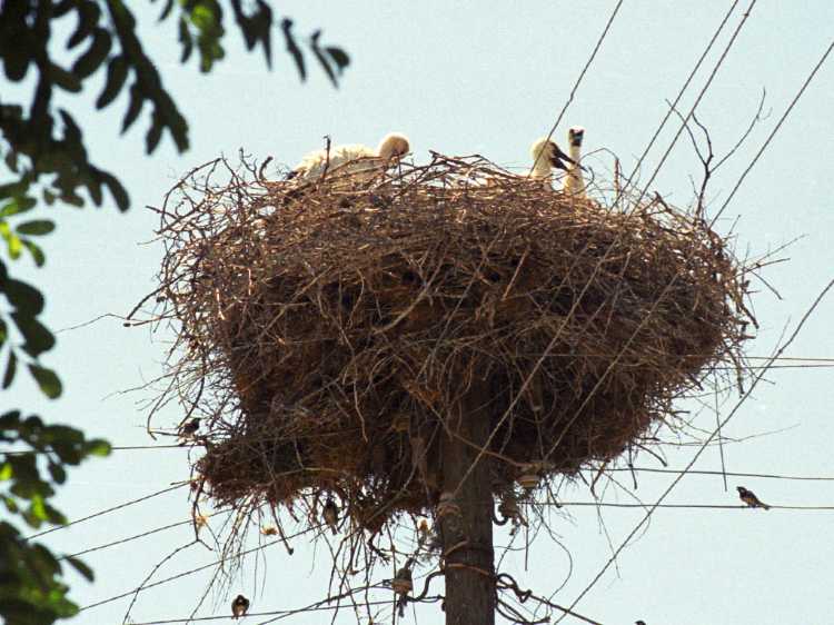 Along the way we spotted this very large stork's nest right by the road.