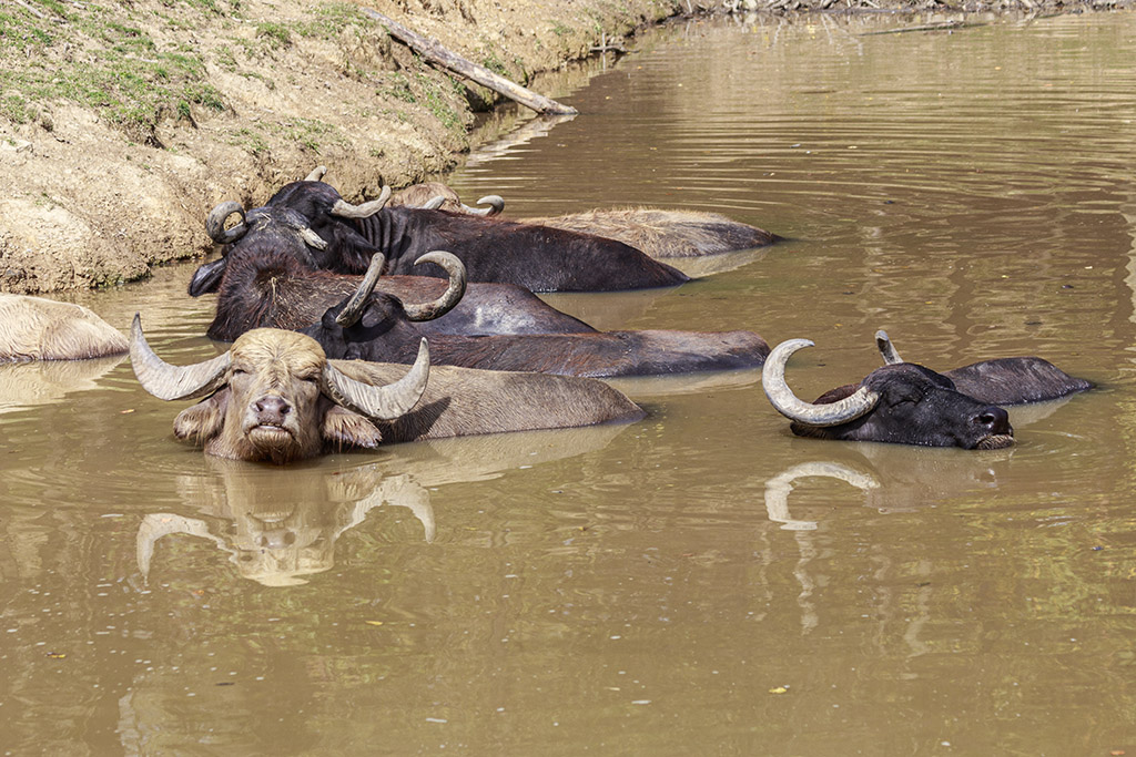 Swap Water Buffalo