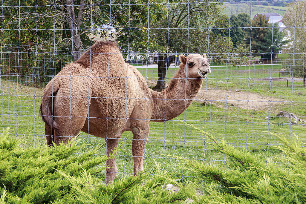 Dromdary Camel