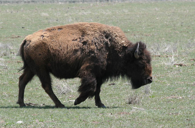 Strolling bison
