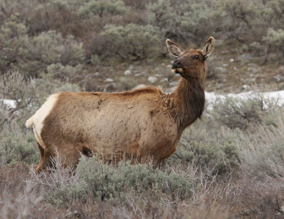 Elk checking on the roadside activity