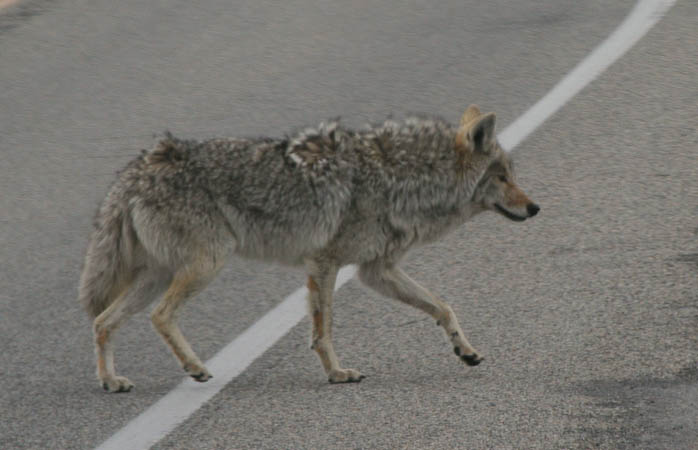 Why did the coyote cross the road?