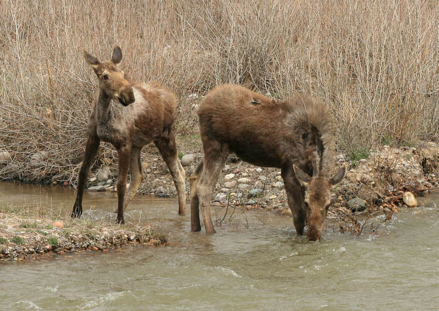 Two moose at the Gros Ventre River