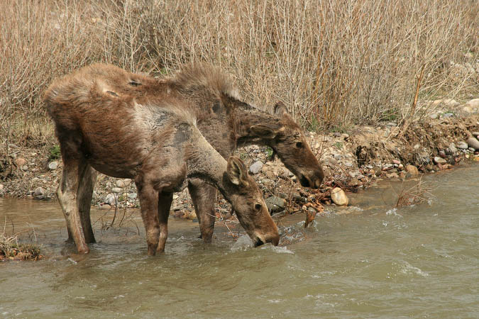 Two moose drinking from the Gos Ventre River