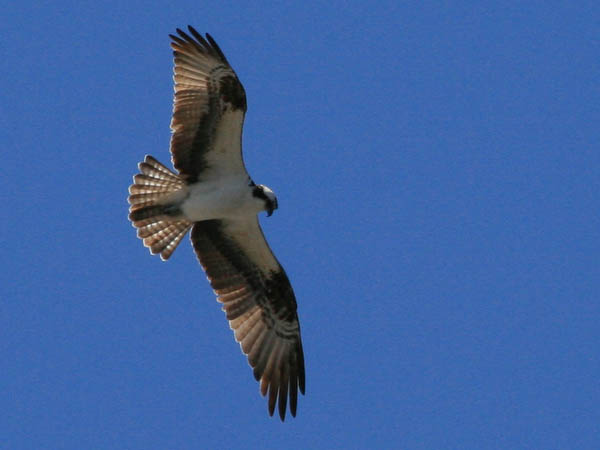 An osprey looking for something to eat