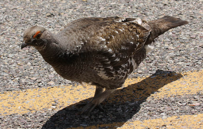 Grouse with an attitude. It was attacking anyone brave enough to get out of their car.