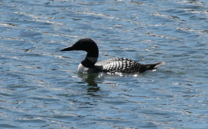 Common loon at Oxbow Bend