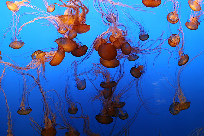 G3266 - Jellies have no bones, brains, teeth, blood or fins and they are more than 95 percent water yet they survive in large numbers. Why does this description remind me of some of our politicians?