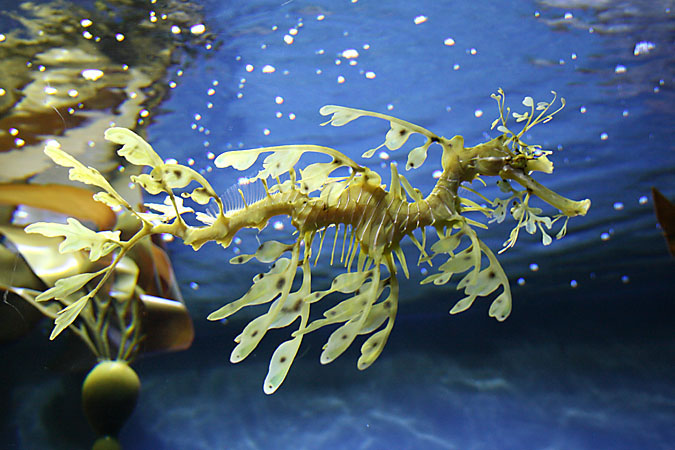 G3288 - Leafy sea dragons live off the coast of south and western Australia