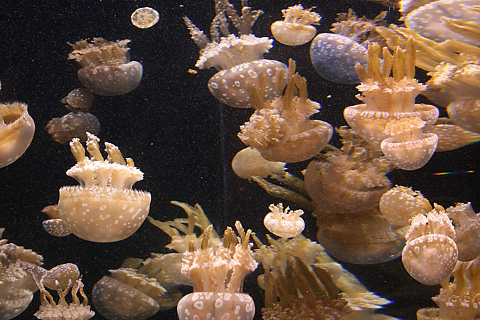 G3304 - The aquarium has a large exhibit of jellies, most of which were raised at the aquarium