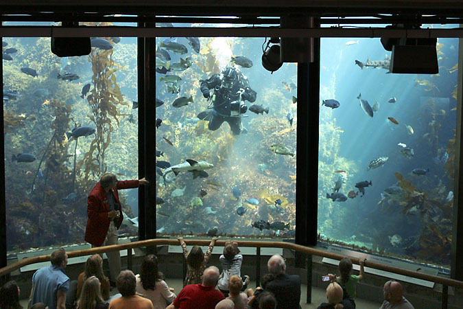 G3330 - A diver is feeding the fish in the big tank