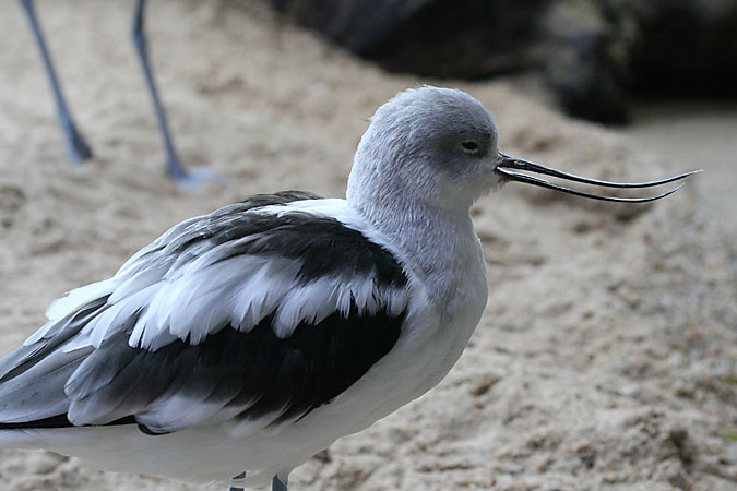 G3379 - This avocet and all the other birds in this exhibit have been rescued. They are not able to survive in the wild on their own.