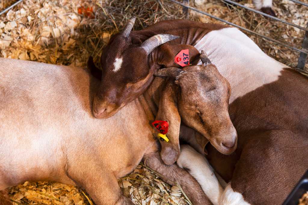 6D-6542 Goat buddies at the 2018 Buckwheat Festival
