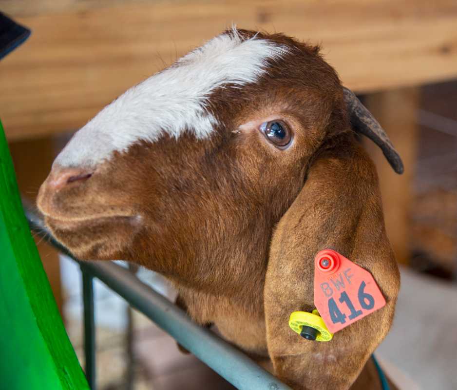 6D-6539 Friendly goat at the 2018 Buckwheat Festival