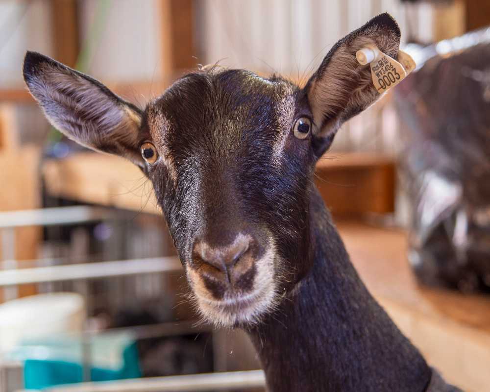 6D-6547 Inquisitive goat at the 2018 Buckwheat Festival