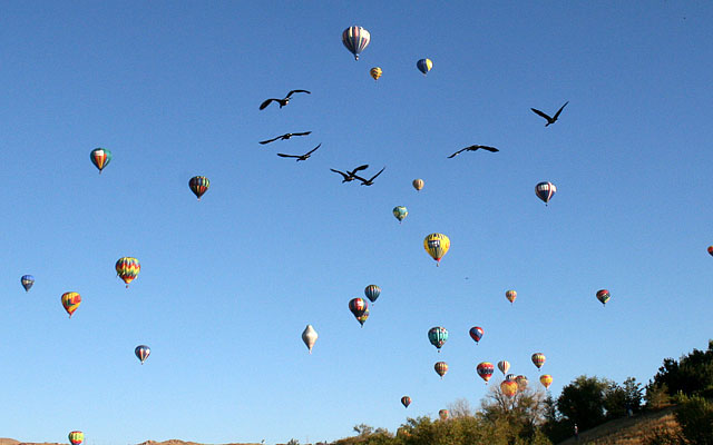 Geri was alert enough to catch these Canada geese flying over the pond. They were nowhere near the balloons.