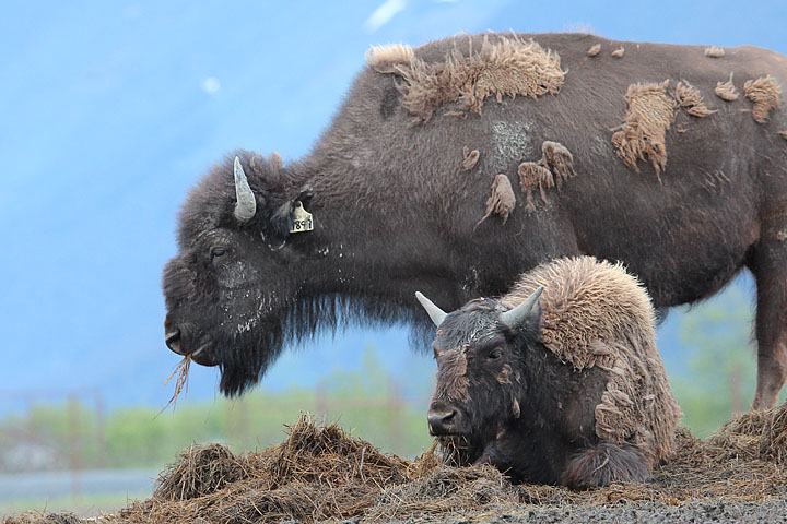 Wood Bison at the Alaska Wildlife Conservation Center [k040_t3i_0751]