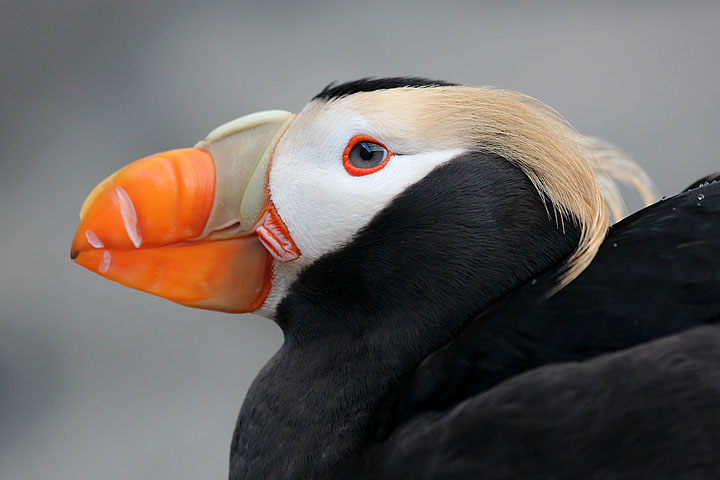 Dory the Tufted Puffin [k340_t3i_0959]