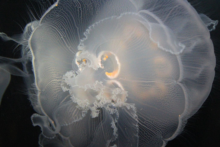 Jellyfish [k520_t3i_1014]