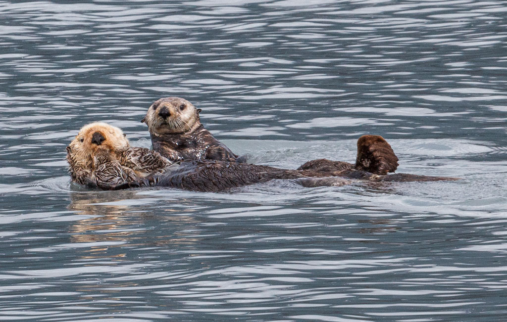 A couple of sea otters. Probably mother and child. [T3i_0508]