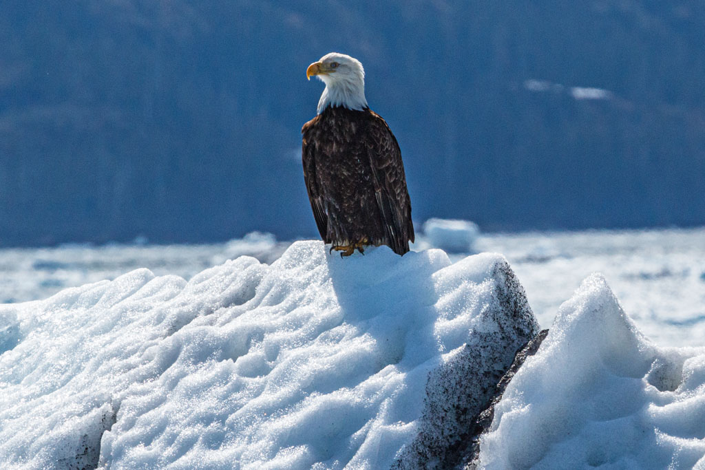 An eagle with cold feet [T3i_0658]